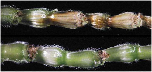 Fig. 1 (Colour online) Rachises of Fusarium-inoculated ‘Chinese Spring’ (upper) and ‘Chinese Spring’ addition line CS-7EL (lower) with florets removed, 7 dpi.