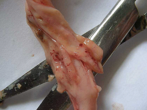 Figure 2.  Group II-bird showing petechial haemorrhages on the mucosal surface of ceca.