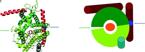 Figure 1.  Ribbon and schematic representation of the detergent solubilized monomeric Methanococcus jannaschii SecYEβ complex viewed from the cytosolic face Citation[29]. Transmembrane helices 1–5 are coloured in light green, helices 6–10 dark green, the ‘plug’ orange, SecE red and Secβ (SecG) is shown in sea green. The equivalent E. coli cysteine cross-link (L106C) is indicated in blue, close to the blue arrow. The green arrow denotes the position of the lateral gate.