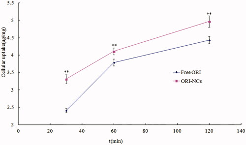 Figure 7. HPLC quantitative analysis of endocytosis of free ORI and ORI-NCs in MDCK cells. **p< 0.01 versus free ORI.