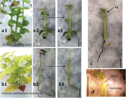 Figure 1. The procedure of in vitro grafting between P. guajava cv. Século XXI and P. cattleianum. P. guajava cv. Século XXI micropropagated in vitro in MS1/2 containing 0.5 mg L-1 BA (a1) and isolated shoot (a2) with apical shoot excision as for use as scion (a3). In vitro germinated P. cattleianum seedlings (b1) at moment of in vitro grafting (b2) and the use of hypocotyl and root as rootstock (b3). In vitro-grafted plantlets of P. guajava/P. cattleianum (c) with details of excision of P. cattleianum apical stem to be used as rootstock with a vertical slit made at the top and stem apex to be used as scion with a “v-shape” cut made at the basal shoot (d) (i.e., in vitro grafting).