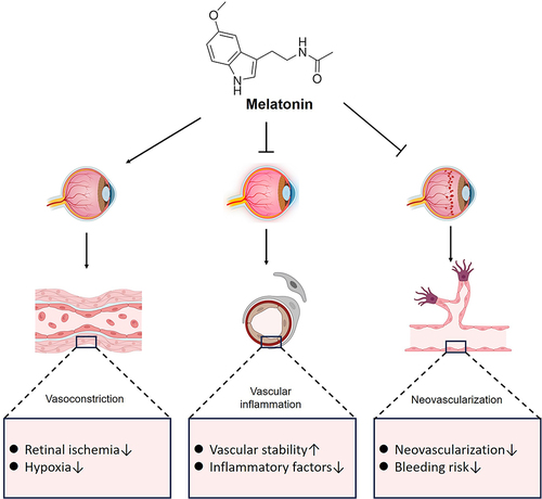 Figure 3 The vascular regulatory role of melatonin in retinal degenerative diseases.