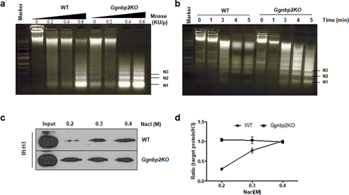 Figure 1. Ggnbp2 controls both chromatin compaction and nucleosome stability.