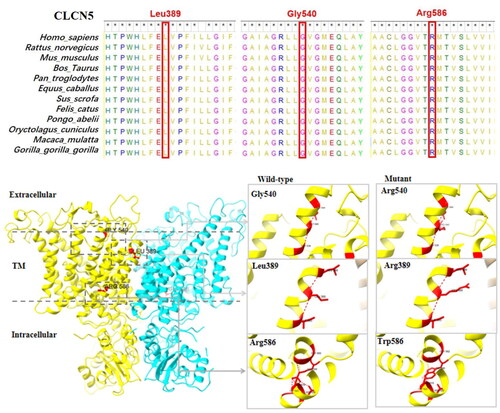 Figure 1. Structural diagram of the protein structure of three missense variants of the CLCN5 gene (p.Gly540Arg, p.Leu389Arg, and p.Arg586Trp).