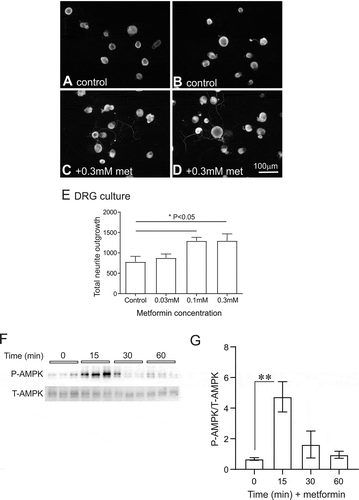 Figure 3. Metformin augmented neurite outgrowth and activated AMPK in adult sensory neurons. In (A) and (B) are fluorescent images of adult DRG neuron cultures maintained for 24 hours without neurotrophic growth factors. The size marker indicates 100 μm. In both (C) and (D) are fluorescent images of adult rat sensory neurons that were treated with 0.3 mM metformin. In (E) is quantification of total neurite outgrowth in response to a range of metformin doses (0.03 mM, 0.1 mM and 0.3 mM). The pixel density used to quantify neurite outgrowth was adjusted to cell number. See [Citation126] for details on this in vitro culture system. Values are means ± SEM (n = 6 replicate cultures). *P < 0.05 vs control. Statistics were performed by one-way ANOVA with Dunnett’s post hoc test. DRG = dorsal root ganglia; met = metformin. In (F) are presented Western blots derived from total protein samples of DRG cultures exposed to 0.3 mM metformin for 0–60 min and probed for total AMPK (T-AMPK) and phosphorylated AMPK (P-AMPK). (G) reveals the data for P-AMPK normalized to T-AMPK. Values are means ± SEM, n = 3 replicate cultures. *P < 0.01 vs control. Statistics were performed by one-way ANOVA with Dunnett’s post hoc test. Similar effect of metformin was observed when P-AMPK was normalized to total protein on the blot (not shown). We confirm that all ethical standards were followed according to Institutional Animal Care and Use Committee of the University of California, San Diego, and by the University of Manitoba Animal Care Committee following Canadian Council of Animal Care rules