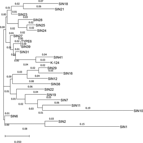 Figure 4. A phylogenetic tree of 24 sunn hemp germplasm using 20 polymorphic EST-SSR markers. The dendrogram was constructed using Nei’s distance measure and neighbor joining (NJ) approach and visualized using Figtree v.1.4.2. The branch length (numbers) indicated the extent of divergence from its nearest accession. The scale bar of branch length is provided below the dendrogram.