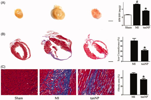 Figure 3. Effects of tanshinone IIA-NP on cardiac remodeling after MI. (A) Representative global heart photographs and the Heart weight/body weight ratio (HW/BW: mg/g) were shown (scale bar = 2 mm). (B,C): Representative images of Masson trichrome staining at 4 weeks after ligation in mice treated with or without tanshinone IIA-NP. The scar circumference (scale bar = 1 mm) and percentage of fibrotic area (scale bar = 100 µm) in circumference is shown in right panels (n = 6). #p < .05 versus Sham; *p < .05 versus MI.