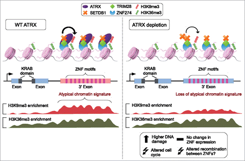 Figure 6. Model of ATRX regulation at ZNF 3′ exons. Left: ATRX forms a complex with ZNF274, TRIM28 and SETDB1 to facilitate the deposition and maintenance of H3K9me3 at ZNF 3′ exons. The presence of the mark establishes an atypical H3K9me3/H3K36me3 domain. Right: Upon ATRX depletion, H3K9me3 and the atypical chromatin domains at ZNF 3′ exons are lost. Loss of ATRX induces altered cell cycle, increased DNA damage and possibly recombination between ZNFs.