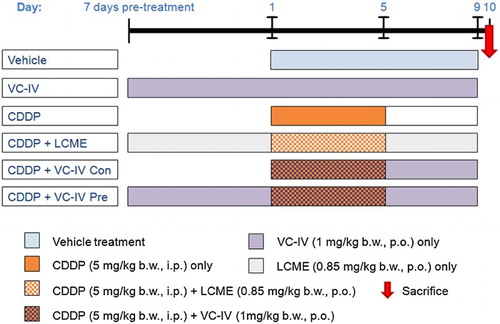 Figure 2. Experimental treatment schedule to study the protective effect of VC-IV against CDDP-induced nephrotoxicity. In the first group the vehicle (5.5% propylene glycol aqueous suspension) was administered for 9 consecutive days. In the VC-IV-treated group, VC-IV was administered at the dose of 1 mg/kg b.w., p.o. throughout the period (16 days). In the CDDP-treated group, CDDP (5 mg/kg b.w., i.p.) was administered for consecutive 5 days (day 1 to day 5). In the fourth group, the ligand LCME (0.85 mg/kg b.w., p.o.) was administered along with CDDP in order to study the effect of the ligand only. In the fifth and sixth group, the organovanadium complex (1 mg/kg b.w., p.o.) was administered along with CDDP in concomitant-treatment and 7 days pre-treatment schedule, respectively. VC-IV: oxovanadium (IV)-L-cysteine methyl ester complex; CDDP: cisplatin; LCME: L-cysteine methyl ester hydrochloride.