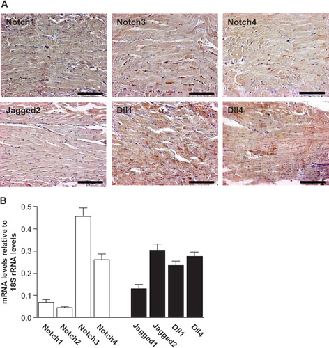 Figure 3. A. Representative photomicrographs of myocardial tissue sections from a rat with HF in the subacute phase after MI (7 days), demonstrating immunostaining of Notch1, Notch3, Notch4, Jagged2, Dll1, and Dll4. Scale bar, 100 μm. B. Relative expression of mRNAs encoding Notch receptor subtypes and Notch ligands in isolated cardiomyocytes from rats without HF. The mRNA levels were determined by real-time quantitative PCR. The mRNA levels are presented as ratios relative to the levels of 18S rRNA, mean ± SEM.