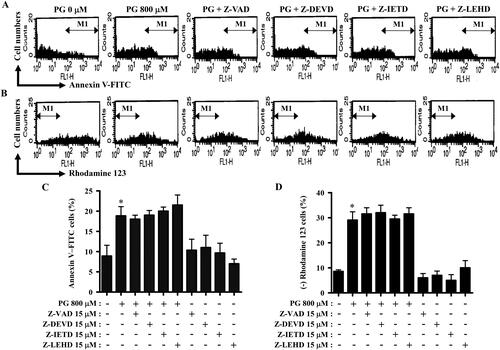 Figure 3. Effects of caspase inhibitors on cell death and MMP (ΔΨm) in PG-treated HPF cells. Exponentially growing cells were pretreated with each caspase inhibitor (15 µM) for 1 h and then treated with 800 µM PG for 24 h. Annexin V-FITC and rhodamine staining were measured in HPF cells using a FACStar flow cytometer. A and B: Representative histograms for annexin V-FITC (A) and rhodamine staining in HPF cells (B). M1 indicates annexin V-FITC-positive (A) and rhodamine 123-negative [MMP (ΔΨm) loss] HPF cells (B). C and D: Graphs show the percentages of M1 regions in A (C) and B (D). *p < 0.05 as compared with untreated control cells.