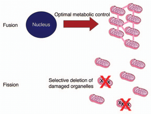 Figure 1 Key ingredients of the organelle control theory. Most mitochondrial proteins are encoded in the nucleus and an optimal supply of the different mitochondria can only be achieved if fusion equilibrates all protein concentrations. But since this also allows the accumulation of mtDNA mutants, fission and selective degradation of defective fragments is necessary. See text for details.
