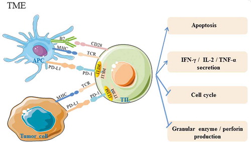 Figure 1. PD-1 and PD-L1 interactions affect TIL function in the tumor microenvironment. In the tumor microenvironment, PD-L1 which can bind to PD-1, is abnormally highly expressed on tumor cells and APCs. Activation of PD-1/PD-L1 signaling can cause phosphorylation of tyrosine residues in the PD-1 cytoplasmic ITIM and ITSM structure domains, decreasing the antitumor activity of TILs by inducing apoptosis, inhibiting granular enzyme and perforin production, decreasing IFN-γ, IL-2, and TNF-α secretion, and stagnating the cell cycle. TCR: T cell receptor; MHC: major histocompatibility complex; APC: antigen presenting cell; ITIM: immune receptor tyrosine-based inhibitory motif; ITSM: immune receptor tyrosine-based switch motif; TIL: tumor-infiltrating lymphocytes. →:activation effect;“┤”inhibitory effect.