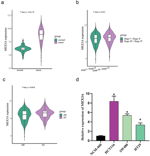Figure 1. MEX3A expression is up-regulated in CRC.