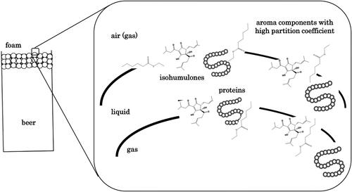 Figure 13. Diagram of the high distribution coefficient aroma components in the gas-liquid interface of beer foam. The figure was drawn with reference to the Summary of AIST press release on August 10, 2018[Citation9] and the report by Suzuki.[Citation6]