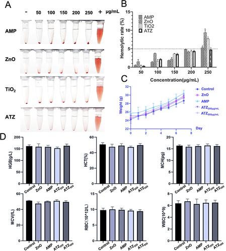 Figure 4 Biocompatibility evaluation of ATZ NPs in vitro and in vivo. (A) Hemolysis test of AMP, ZnO, TiO2 and ATZ NPs (B). Relative hemolysis rate of ZnO, TiO2, AMP and ATZ NPs (n=3). (C) Weight change of ICR mice in toxicity test. (D) Blood routine examination of mice in toxicity tests. ATZ200 and ATZ500 refer to the treatment group with 200 μg mL−1 and 500μg mL−1 ATZ NPs, respectively. Data was represented as mean ± SD (*p < 0.05, n ≥ 3).