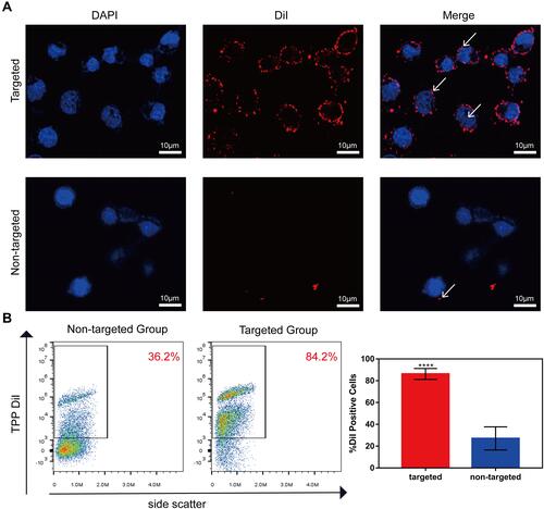 Figure 4 Targeting ability of TPP. (A) LSCM images of the combination of stimulated lymphocytes and TPP (targeted group) or TP (non-targeted group) (×400). The nucleus was stained blue by DAPI and TPP was stained red by DiI. (B) FCM analysis of the binding efficiency between stimulated lymphocytes and TPP (targeted group) or TP (non-targeted group). (****p<0.0001).