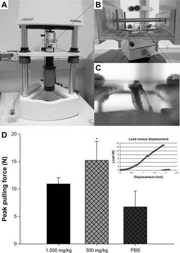 Figure 6 Implanted pin pullout testing.