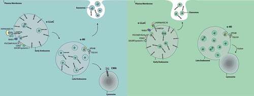 Figure 1. In e-LLoC, LAMP2A participates in the loading of KFERQ-containing proteins into ILVs at the EE limiting membrane. HSPA8, CD63, PDCD6IP/ALIX, SDCBP/syntenin-1, RAB31 and the lipid ceramide participate in this mechanism as well. In contrast, e-Mi occurs in LE, is independent of LAMP2A and involves the ESCRT machinery (TSG101 and VSP4B), while CMA involves the translocation of substrates across the lysosomal membrane. It is possible that e-LLoC and e-Mi occur at different maturation stages of the endocytic pathway, e-LLoC at EE and e-Mi at LE (left panel). Alternatively, ESCRT and non-ESCRT machinery may be asymmetrically distributed (right panel). In this case, endosomes enriched in non-ESCRT machinery would be e-LLoC active, while endosomes enriched in ESCRT machinery would be e-Mi active. It is also possible that e-LLoC endosomes are more likely to fuse with the plasma membrane and release exosomes, while e-Mi endosomes are more prone to fuse with lysosomes for degradation.