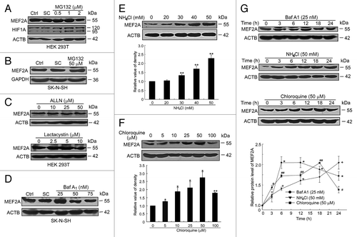 Figure 1. MEF2A is degraded via the autophagy-lysosome but not the ubiquitin-proteasome pathway. (A–C) MEF2A is not degraded by the proteasome pathway. HEK 293T (A), SH-N-SH (B) cells were treated with proteasome inhibitor MG132 at different dosages for 24 h and the MEF2A protein levels were analyzed by western blotting. HIF1A, a well-known proteasome substrate, was included as a control in (A). (C) HEK 293T cells were treated with the proteasome inhibitor ALLN or lactacystin at different dosages for 24 h and the MEF2A protein levels were analyzed by western blotting. (D) Baf A1 induces accumulation of MEF2A protein. SK-N-SH cells were treated with or without Baf A1 for 24 h. The levels of MEF2A were determined by western blot. MEF2A levels were normalized against ACTB. (E and F) Lysosome inhibitors cause MEF2A accumulation. SK-N-SH cells were treated with different dosages of NH4Cl (E) or chloroquine (F) for 24 h. The levels of MEF2A were determined by immunoblotting. Bottom graph shows relative MEF2A levels that were normalized to ACTB (n = 3). *P < 0.05, **P < 0.01. (G) SK-N-SH cells were treated with Baf A1 (25 nM), NH4Cl (50 mM) and chloroquine (50 μM) for different times (upper). The relative protein levels of MEF2A were quantified by the band density scanning of western blot images and plotted against time (h) after treatment with different lysosome inhibitors (lower). *P < 0.05, +P < 0.05, #P < 0.05, ##P < 0.01 vs. 0 h. Ctrl, control; SC, solvent control.