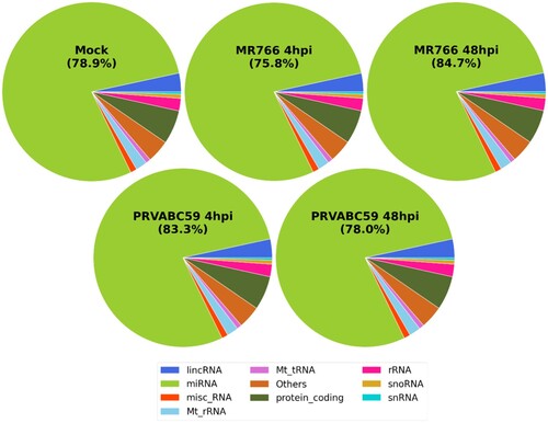Figure 4. Comprehensive analysis of small RNAs during ZIKV infection in hUCMSCs. Pie chart of mappable small RNAs obtained by small RNA next generation sequencing in ZIKV-infected hUCMSCs. Small RNA-seq reads are distributed across categories of annotated small RNAs pre-miRNAs, small non-coding RNAs (snoRNAs), long non-coding RNAs (lncRNAs), transfer RNAs (tRNAs), ribosomal RNAs (rRNAs) in mock-treated or ZIKV MR766- or PRVABC59-infected cells at 4 and 48 hpi.