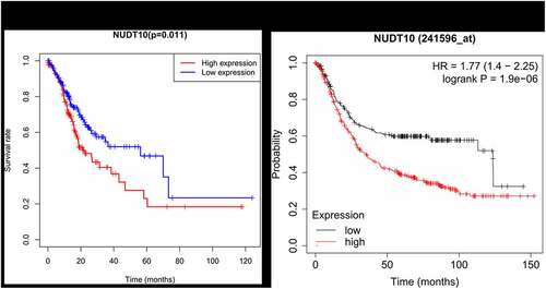 Figure 3. NUDT10 expression and survival analysis in the TCGA cohort (a) and Kaplan-Meier Plotter database (b)