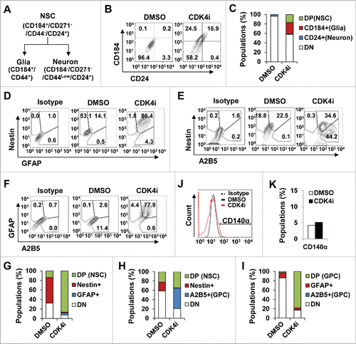 Figure 3. Astroglial lineage commitment of hMSC by Cdk4 inhibition. (A) Categorization of neural lineage based on cell surface maker expressions. (B and C) Cells monitored on a flow cytometer using human neural lineage antibody set, CD184, CD.271, CD44 and CD24. As differentiation progressed, cells expressed CD184 high and CD44 high (universal MSC markers, Fig. 1), but not expressed CD271. CD24 positive cells were co-expressed with CD184 only (B). Bar graph showing the percentage of cells that were expressed CD184 and/or CD24 cell surface marker (C). (D to I) Immunophenotypic characterization by flow cytometry to quantify marker expressions followed antibodies double staining of GFAP/Nestin antibodies (D), A2B5/Nestin antibodies (F), and A2B5/GFAP antibodies (H). First column shows isotype control gated cells, the second column shows DMSO gated cells, and third column shows Cdk4 activity-inhibited hMSCs. (E, G and I) Graphic represent cell percentage of gated population in D, F, and H respectively. (J and K) Cells were stained with CD140α antibody and control immunoglobulin and analyzed by flow cytometry.