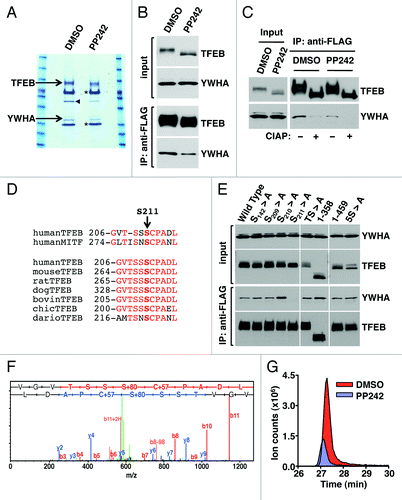 Figure 3. S211 is a novel MTORC1-dependent phosphorylation site in TFEB required for the binding to YWHA. (A) Coomassie blue stained SDS-PAGE gel of co-immunopreciptated TFEB and YWHA from HeLa (CF7) cells treated with either DMSO or PP242. The asterisk (*) indicates IgG heavy and light chains. The arrowhead denotes actin. (B) Immunoblotting analysis of immunoprecipitates obtained as in (A). (C) Immunoblotting analysis of immunoprecipitates obtained as in (A) and incubated with or without calf intestinal alkaline phosphatase (CIAP). (D) Multi-sequence alignment of human TFEB S211 phosphorylation site with MITF and TFEB orthologs. (E) Immunoblotting analysis of immunoprecipitates from ARPE-19 cells overexpressing amino acid specific mutants and truncated forms of TFEB. (F) Collision-induced dissociation (CID) spectrum obtained for the TFEB S211 containing peptide (VGVTSSpSCPADL) showing phosphorylation at Serine 211. (G) Extracted ion chromatograms (XIC) of the peptide (m/z = 636.766) from cells treated with either DMSO or PP242.