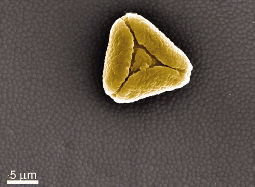 Figure S9. A pollen grain found on the wing membrane of the hydrophilic flower wasp (Scolia soror).
