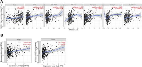 Figure 6 RBM10 relates to tumor immune cell infiltration and immune marker expression. (A) RBM10 transcription and tumor immune cell infiltration; (B) RBM10 transcription is positively correlated with PD-1 and PD-L1 expression.