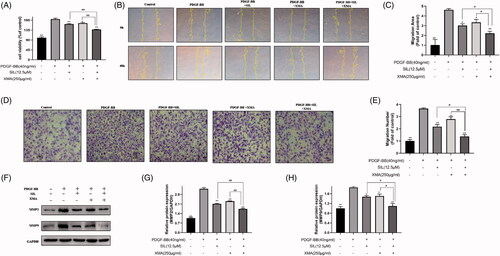 Figure 3. Effects of SIL and XMA administered separately or in combination on proliferation and migration of PASMCs. (A) Effects of SIL in combination with XMA on proliferation of cells. (B, C) Effects of SIL in combination with XMA on migration of cells by wound healing. (D, E) Effects of SIL in combination with XMA on migration of cells by transwell migrations. (F–H) The expression of MMP2 and MMP9 were analyzed with western blotting and the protein expression ratio of MMP2 and MMP9 to GAPDH was evaluated. Data are presented as the mean ± SEM. (n = 3). *p < 0.05, **p < 0.01 vs. PDGF-BB group; #p < 0.05, ##p < 0.01 vs. SIL + XMA group.