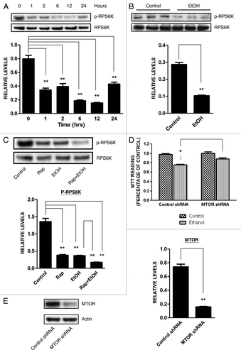 Figure 8. Effect of ethanol on the MTOR pathway. (A) SH-SY5Y cells were treated with ethanol (0 or 0.4%) for the indicated times. The phosphorylation of RPS6K, a substrate of MTOR, was determined by immunoblotting (top panel). Relative level of RPS6K was quantified by densitometry and normalized to total RPS6K (bottom panel). **p < 0.01. (B) PD7 mice were injected with ethanol (0 or 5 g/kg) for 8 h as described above. The phosphorylation of RPS6K in the cerebral cortex was determined by immunoblotting (top panel) and was quantified by densitometry (bottom panel). **p < 0.01. (C) SH-SY5Y cells were treated with ethanol (0 or 0.4%) with/without rapamycin (Rap: 10 nM) for 6 h. The phosphorylation of RPS6K was determined by immunoblotting (top panel) and was quantified by densitometry (bottom panel). **p < 0.01. (D) The level of MTOR was knocked down by an MTOR shRNA as described under Materials and Methods. Cells were exposed to ethanol (0 or 0.8%) for 48 h and cell viability was determined by MTT assay. The data represent the mean and SEM of three replications. *p < 0.05. (E) Downregulation of MTOR by shRNA was confirmed by immunoblotting. **p < 0.01.