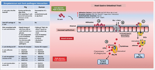 Figure 2. A hypothetical model of host-pathogen interaction of S. suis in the gastro-intestinal tract. S. suis translocation model of host -intestinal mucosa. S. suis intestinal infection occurs with 2 different transmissions and circumstances in the 2 hosts as summarized in the table. S. suis isolates belong to clonal complex CC1 and CC20 of serotype 2 (SS2/CC1 and SS2/CC20), and clonal complex CC16 of serotype 9 (SS9/CC16) with low (+) medium (++), high (+++), adhesion and translocation ability, after 2-4 hours of co-incubation with host IEC. The description of interaction steps are found in the text. Sly, suilysin; Hyl, hyaluronidase; CPS, capsular polysaccharides; DCs dendritic cells, Mo/M Monocytes/Macrophages, IMLNs intestinal mesenteric lymph nodes.