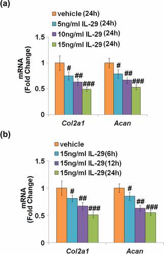 Figure 1. Interleukin-29 reduced Col2a1 and Acan genes in human C-28/I2 chondrocytes. (a). Cells were stimulated with 0, 5, 10, 15 ng/mL for 24 hours. Col2a1 and Acan mRNA were measured; (b). Cells were stimulated with 15 ng/mL IL-29 for 6, 12, and 24 hours. Col2a1 and Acan mRNA were measured (#, ##, ###, P < 0.05, 0.01, 0.005 vs. vehicle).