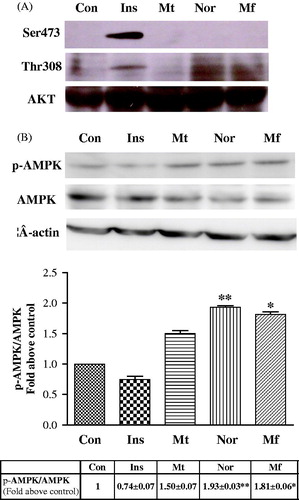 Figure 5. Effect of norathyriol and mangiferin on AKT phosphorylation (A) and AMPK phosphorylation (B). L6 myotubes cells were incubated in an FCS-free medium for 12 h and then treated with insulin (100 nM), metformin (100 μM), norathyriol (2 μM) or mangiferin (50 μM) for 4 h. Whole cell lysates (40 μg of protein samples) were subjected to SDS-PAGE and immunoblotted with anti-p-AKT (Ser473 and Thr308), anti-AKT, anti-p-AMPK (Thr172), anti-AMPK or anti-β-actin antibodies. Data are expressed as mean ± SEM of three experiments. *p < 0.05, **p < 0.01 compared with controls.