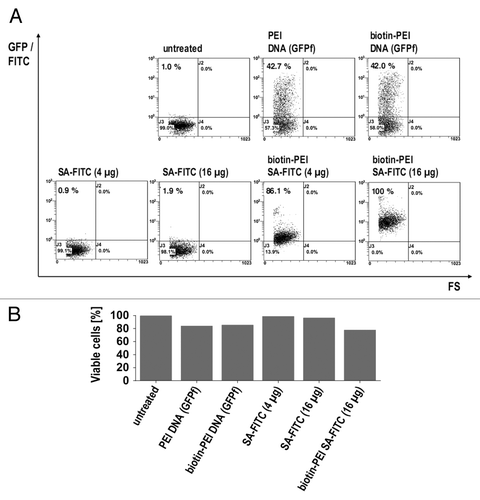 Figure 1. Comparison of DNA-transfection (GFP encoding plasmid) and Protein-transfection (SA-FITC) by biotinylated PEI. (A) cells were analyzed by flow cytometry. (B) flow cytometric analysis of life death staining by propidium iodide.