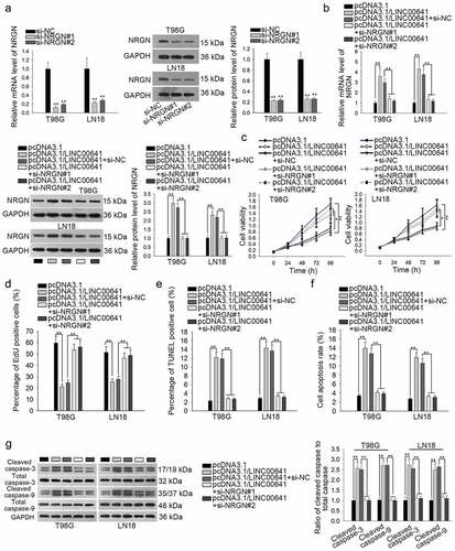 Figure 5. Inhibition of NRGN countervailed the suppressive effect of LINC00641 overexpression on the proliferation of glioma cells. (a) The mRNA and protein levels of NRGN in two glioma cell lines transfected with si-NRGN#1/2 were respectively evaluated using qRT-PCR and western blot analysis. si-NC group was taken as the negative control. (b) NRGN expression in LINC00641-overexpressed cells was evaluated after co-transfected with siRNAs targeting NRGN by qRT-PCR and western blot analysis. (c and d) The role of NRGN in LINC00641-mediated cell proliferation was evaluated by CCK-8 and EdU assays. (e–g) The influence of NRGN silence on the apoptosis of LINC00641-upregulated T98 G and LN18 cells was estimated via TUNEL assay, flow cytometry and western blot analyses. *P < .05, **P < .01.