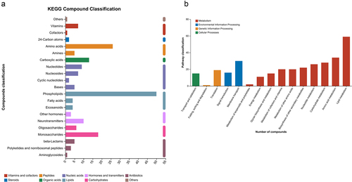 Figure 3. Classification of the metabolites. (a) KEGG compound database annotation result, (b)KEGG pathway database annotation result.