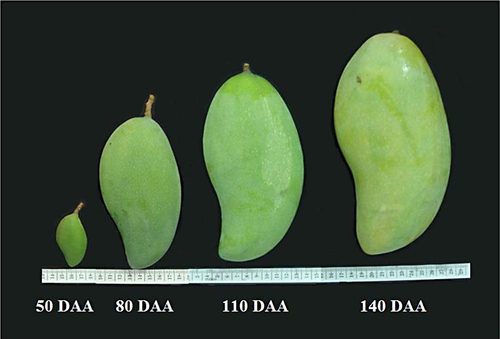 Fig. 1 The growth and development stages and peel colour of mango fruits cv. Jinhwang harvested at 50, 80, 110 and 140 days after anthesis (DAA).