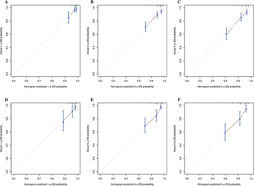 Figure 3 The calibration curves for predicting the 1-, 3- and 5-year overall survival (OS) in the training (A–C) and validation (D–F) cohorts.