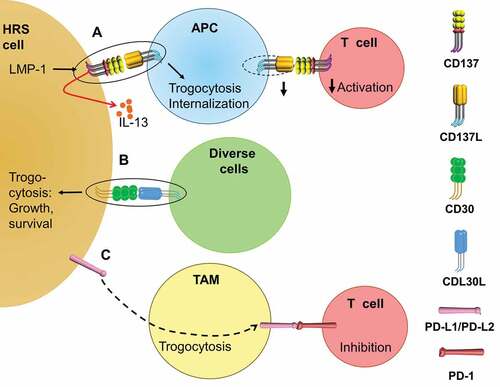 Figure 1. Trogocytosis in HL contributes to immune suppression. (a). The EBV protein LMP-1 induces the ectopic expression of CD137 on HRS cells, which can bind CD137 L and downregulate CD137 L on adjacent APCs by trogocytosis, leading to decreased costimulation of T cells. CD137 can also signal into HRS cells and induce the secretion of IL-13 that deviates the tumoricidal Th1 response away to a Th2 response. (b). CD30 on HL upon binding to CD30 L triggers a pro-growth and pro-survival signal to HRS cells, which can be enhanced by the trogocytosis of the CD30-CD30 L complex into HRS cells. (c). PD-L1 and PD-L2 on HRS cells can transfer to neighboring TAMs through trogocytosis (unknown mechanism), enhancing the T cell inhibition via PD-L1/PD-L2 – PD-1 interactions.