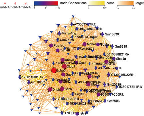 Figure 8 The lncRNA-miRNA-mRNA network, based on the filtered mRNA associated with the transmembrane ephrin receptor activity in Gene ontology (GO) analysis. Dots represent mRNAs, square represents lncRNAs, and the branch shape represents miRNAs. Their regulatory relationships are displayed as lines between them.