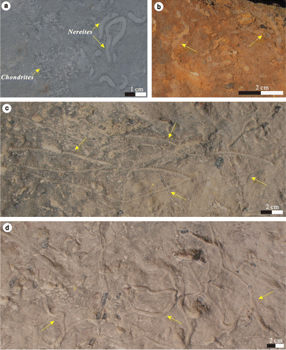 Figure 3. Ichnofossils on the bedding plane from the Taiyuan Formation in Jiaozuo and Fucheng areas. (a) Chondrites isp. and Nereites isp. from the limestone (L4) of Jiaozuo; (b) Helminthopsis isp. from the limestone (L2) of Fucheng; (c) Dichotomy traces from the limestone (L9) of Jiaozuo; (d) Gordia marina from the limestone (L9) of Jiaozuo.