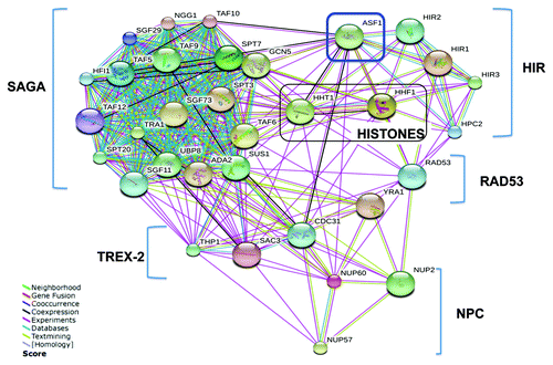 Figure 2. A network of Asf1 interactions identified by TAP-MS analyses. The interaction network was generated from the evidence view of the String interactions with a medium confidence score (0.04). Different line colors represent the types of evidence for the association. Components of the SAGA, TREX-2, HIR, and NPC are indicated.
