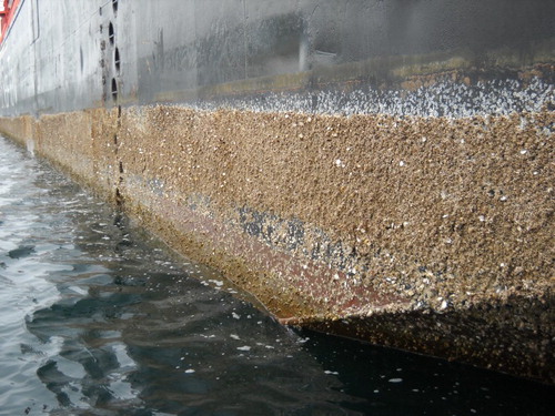 Figure 2. Zone of barnacle fouling where the barge was previously ballasted, taken from stern to bow. Footholds are visible on the side of the barge. This zone was sampled during the horizontal waterline transect.