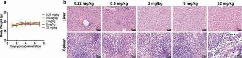 Figure 2. Results of the safety assessment from dose escalation PET imaging. The body weights of each group over the 7 d after administration (a). Histograms of liver (b) and spleen (c) uptake after intravenous injection of 89Zr-labeled IBI322. H&E staining of liver and spleen sections from each group. (Scale bar: 200 µm) (d). The black arrow indicates partially necrotic regions of the spleen