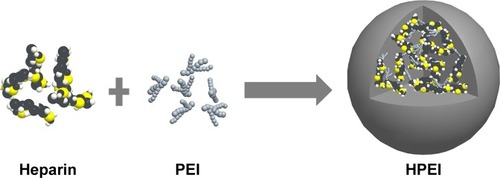 Figure 1 A brief workflow of the preparation of HPEI nanoparticles.Abbreviations: HPEI, heparin–polyethyleneimine; PEI, polyethylenimine.