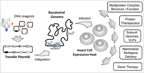 Figure 1. Baculovirus Expression Vector System BEVS. The BEVS can be conceptualized on 3 levels. DNA elements comprising genes of interest, promoters, terminators, transcriptional enhancers and others are combined with plasmid backbone modules into (multi)gene expression cassettes on transfer plasmids (left). Transfer plasmids are then integrated into a baculoviral genome by using transposition or recombination methods to yield a composite baculoviral genome containing all heterologous DNA elements (center). Recombinant baculovirus containing the composite genome is then used to infect insect cell cultures to produce materials for a multitude of down-stream applications (right). All three levels, transfer plasmid assembly, the baculoviral genome and the expression host cell, can be engineered by exploiting powerful synthetic biology tools, for optimizing and maximizing system performance.