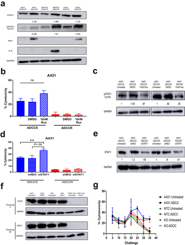 Figure 5. STAT1 signaling is associated with but does not drive acquisition of ADCC resistance (a), western blot analysis of STAT1 pathway proteins in ADCC-sensitive (ADCCS) and ADCC-resistant (ADCCR) A431, SKOV3, and FaDu cells. Densitometry values for expression normalized to GAPDH in ADCC-resistant relative to ADCC- sensitive cells are indicated. (b), percent cytotoxicity of ADCC-sensitive (blue) and ADCC-resistant (red) A431 cells as measured by ADCC assay when cells are incubated in either medium alone (solid bars) or medium supplemented with DMSO (horizontal hash bars) or 10 nM ruxolitinib (diagonal hash bars) for 72hrs prior to ADCC assay (n = 3). Unpaired two-tailed t-test, ns, not significant. Error bars, SEM. (c), Representative western blot analysis of phospho-STAT1 protein expression in ADCC-sensitive and ADCC-resistant A431 cells when cells are incubated in either medium alone (untreated) or medium supplemented with DMSO or 10 nM ruxolitinib for 72hrs. Densitometry values for expression normalized to GAPDH in cells treated with DMSO or ruxolitinib compared to untreated cells are indicated. (d), percent cytotoxicity of ADCC-sensitive (blue) and ADCC-resistant (red) A431 cells as measured by ADCC assay when cells are incubated in either medium alone (solid bars) or transfected with control scramble siRNA (siNEG, horizontal hash bars) or siRNA specific for STAT1 (diagonal hash bars) for 48 h prior to ADCC assay (n = 3). Unpaired two-tailed t-test, **, P<.01. Error bars, SEM. (e), Representative western blot analysis of STAT1 protein expression in ADCC-sensitive and ADCC-resistant A431 cells when cells are incubated in either medium alone (untreated) or transfected with control scramble siRNA (siNEG) or siRNA specific for STAT1 for 48hrs. Densitometry values for expression normalized to GAPDH in cells transfected with control scramble (siNEG) or siRNA specific for STAT1 compared to untreated cells are indicated. (f), western blot analysis of STAT1 protein expression in untreated and ADCC condition treated parental A431 cells, A431 cells transduced with a non-targeting control CRISPR-cas9 (NTC), and A431 cells transduced with CRISPR-cas9 specific for STAT1 (STAT1-KO) at the indicated challenges. (g), percent cytotoxicity of untreated and ADCC condition treated parental A431 cells, A431 cells transduced with a non-targeting control CRISPR-cas9 (NTC), and A431 cells transduced with CRISPR-cas9 specific for STAT1 (STAT1-KO) at every 5 challenges during derivation of resistance as measured by ADCC assay (n = 2). Unpaired two-tailed t-test, *, P<.05. Error bars, SEM.