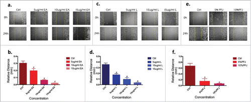 Figure 3. The migration of ovarian cancer cells, quantified by Wound Healing, was significantly suppressed by EA and L. Wound healing in the cell vitro experiments is typically characterized by the remaining distance of the scar after treated with three compounds in 24 h cells comparing to 0 h. EA (Fig. 3a, b), L (Fig. 3c, d) and PFJ (Fig. 3e, f) show dose- and time-dependent and preliminary demonstrate our hypothesis. Results were obtained from three separate experiments. Student t test was used for statistical tests, # represents P < 0.01 and * represents P < 0.05 when compared with Ctrl.